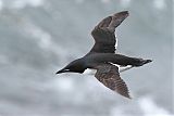 Thick-billed Murre